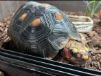 Redfoot : Male approx 5 years old (Taco)
